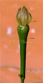   Calyx